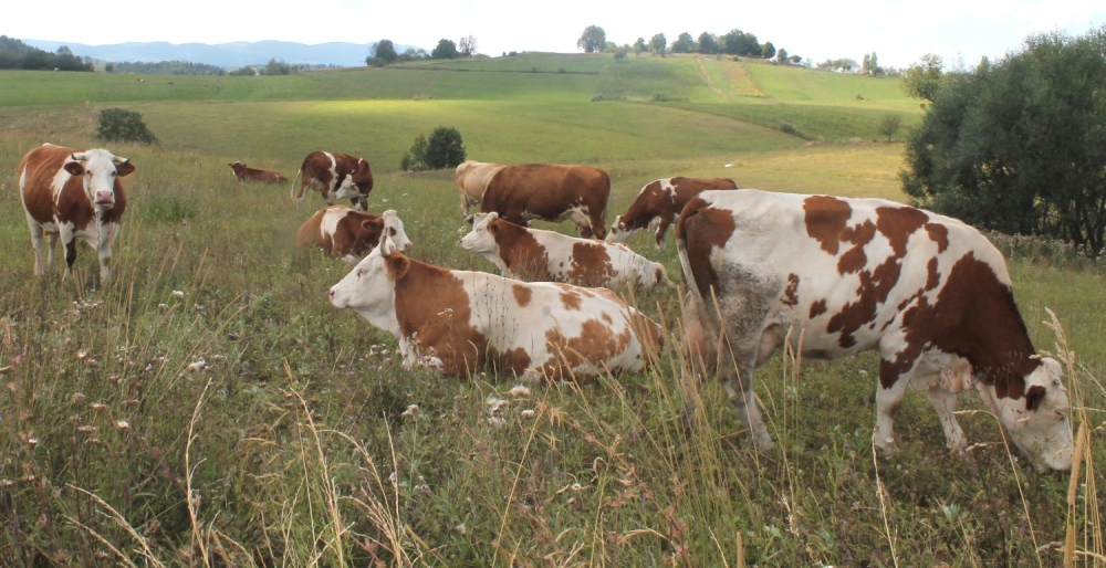 Vrućina spržila pašnjake, pa seljaci teraju stoku na daleke pute
